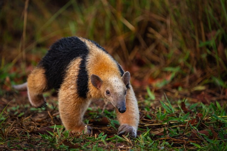 155 Zuid Pantanal, zuidelijke boommiereneter.jpg